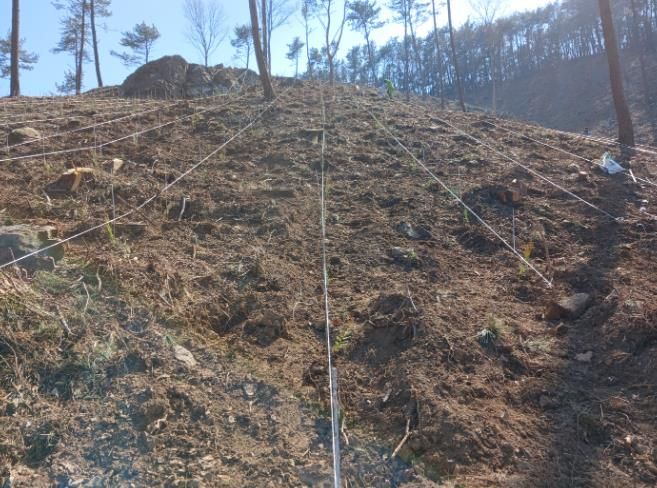 거제시, 2025년 봄철 조림사업 추진 완료