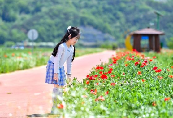 “선홍빛 꽃양귀비로 수놓은 함안 악양둑방” 함안군, 악양둑방 봄꽃 경관단지로 구경오세요 !
