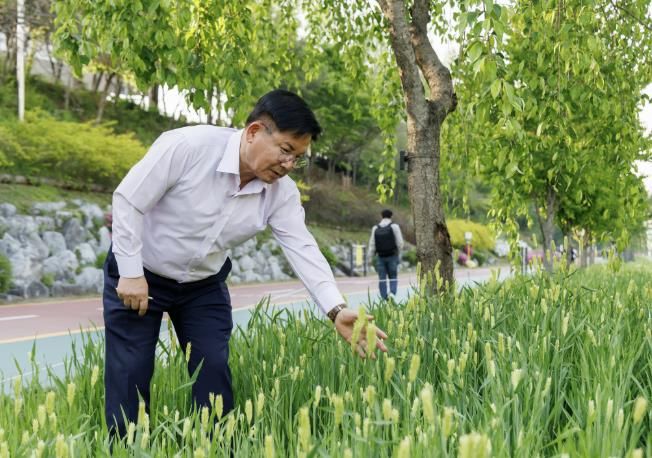 박강수 마포구청장이 월드컵천 청보리를 살펴보고 있다.