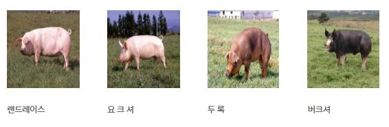 종돈 및 액상정액 공급 돼지품종