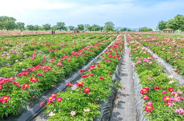 함안군 푸르른 청보리밭, 작약꽃 향기 흩날리다’ 함안군, 제3회 칠서 생태공원 청보리·작약 축제 개최