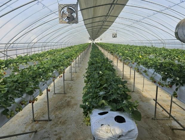 충주시,‘간편 스마트팜 실증시범사업’추진