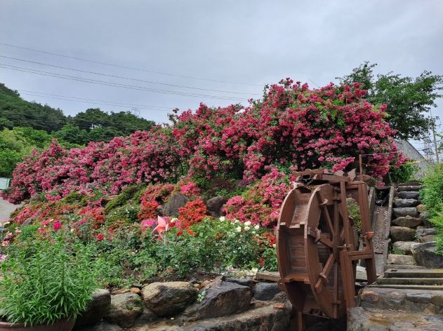 산청 천하태평장미원 장미전시회 마련