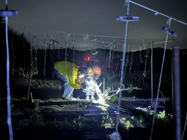영암군 무화과곰보바구미 합동예찰