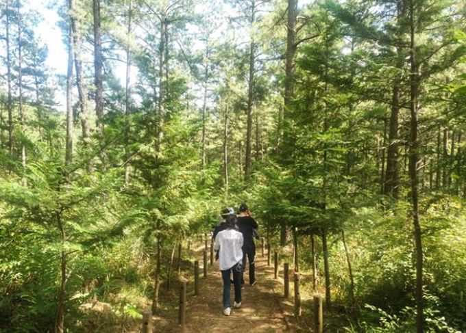 “스쳐 지나가는 여행은 NO” 광양의 구석구석을 걸어요 - 관광과(백운산둘레길 제1코스 _천년의 숲길_)