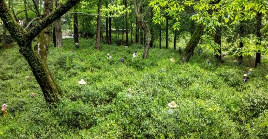 선암사-순천시, 야생작설차 울력 활동 아카이빙 추진