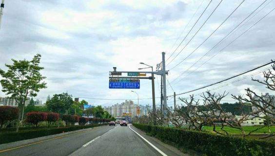 꽃길 준비 완료, 순천 녹색로 배롱나무 정비