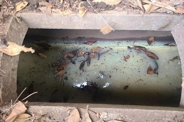 농약오염 사고 발생(농약 무단방류)