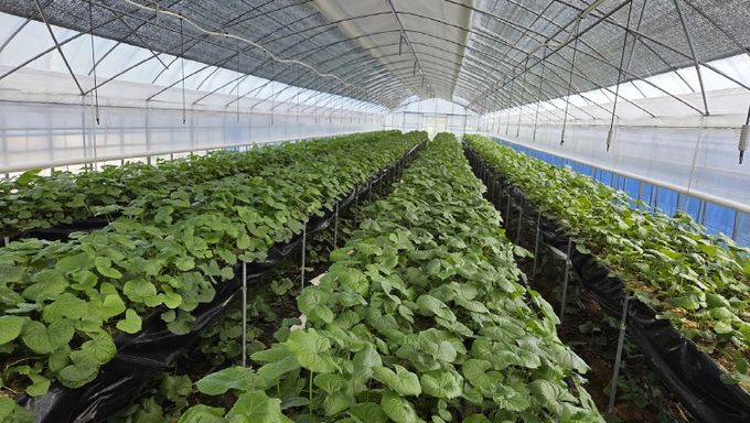 곤달비 관비 고설재배 (최영철농가 : 그린팜채소연구회 총무)