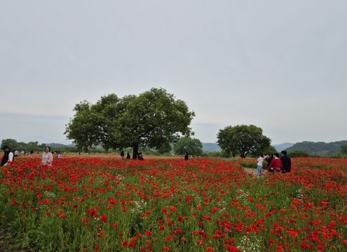 활짝 핀 꽃양귀비 물결, 악양둑방으로 오세요