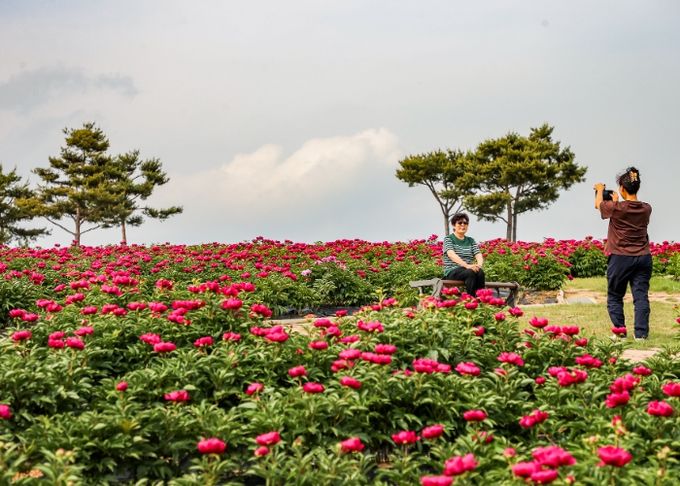 작약꽃 만개, 의성 조문국사적지로 놀러오세요!