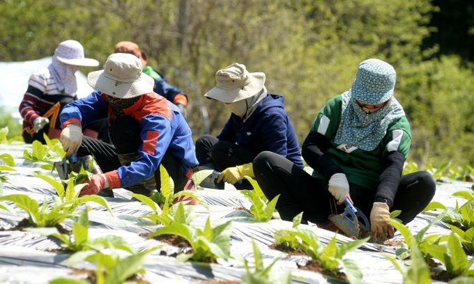 외국인 계절 근로자