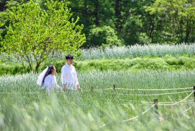 정선군, 덕우리 청보리밭 포토존 운영, 스몰 웨딩 이벤트로 관광객 맞이