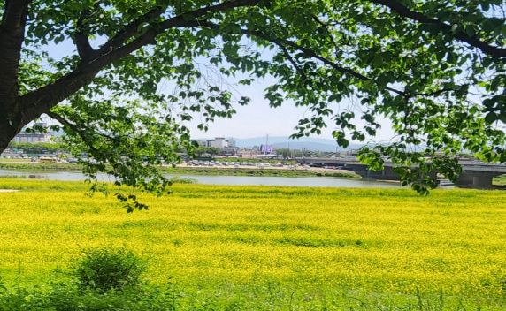 경주시는 형산강 유휴부지를 정비해 형산강변 갓꽃단지를 조성