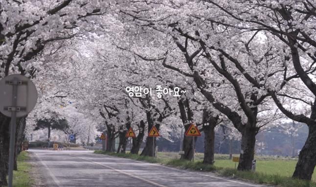 생성형AI 제작_홍보 음악_영암이 좋아요 화면 캡쳐