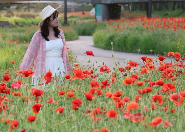 동진천에 핀 양귀비 꽃을 구경하는 방문객