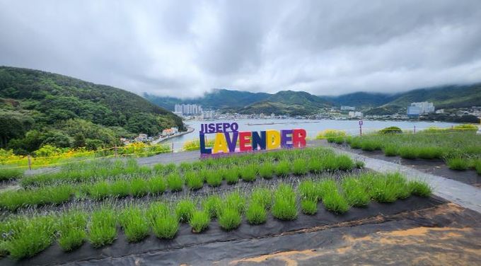 문화재가 꽃피다! 거제 지세포진성 꽃동산 활짝