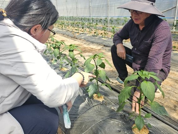 해남군,“고추 병해충 우려”현장지도 강화