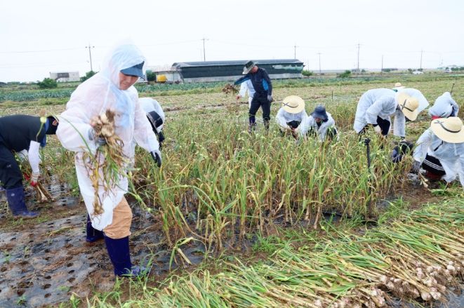 농수축산국 마늘수확 농가 일손돕기
