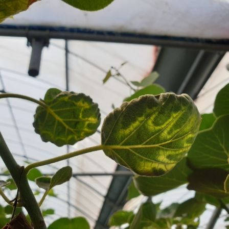 키위 바이러스(AcVA)