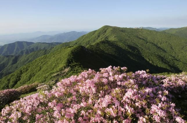 소백산 철쭉 사진