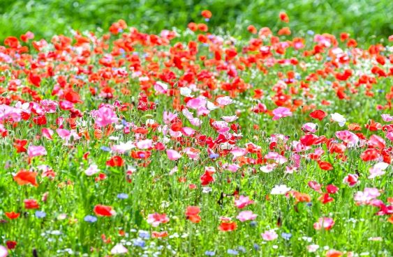 악양둑방_0523 5월에는 함안에서 꽃과 인생사진 남겨요!