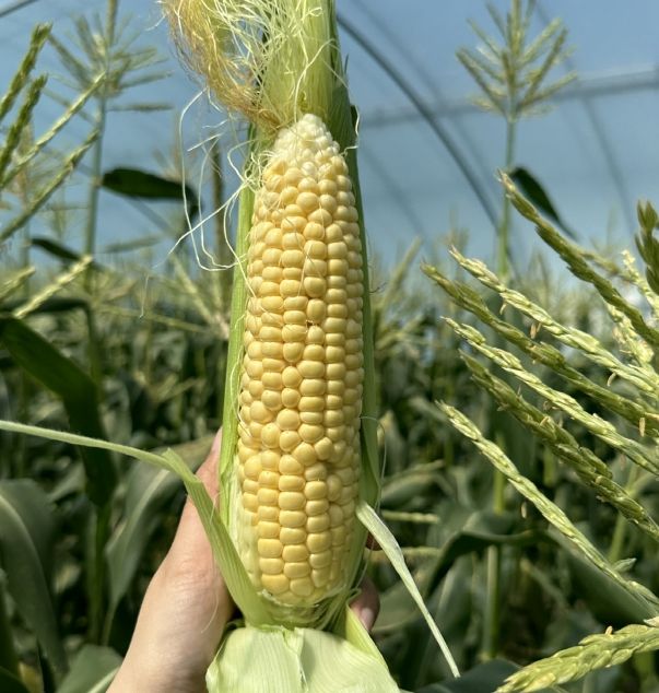 의령 특산물 초당옥수수 본격 출하