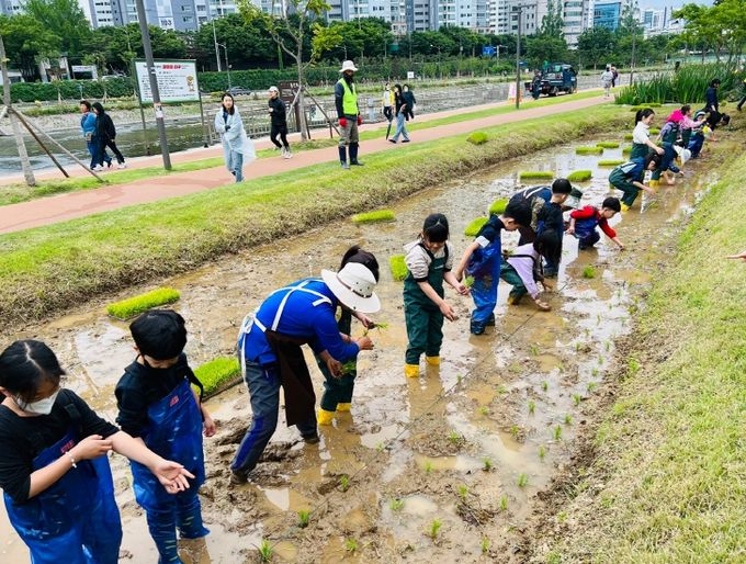 신천둔치 논·둠벙 모내기 체험행사