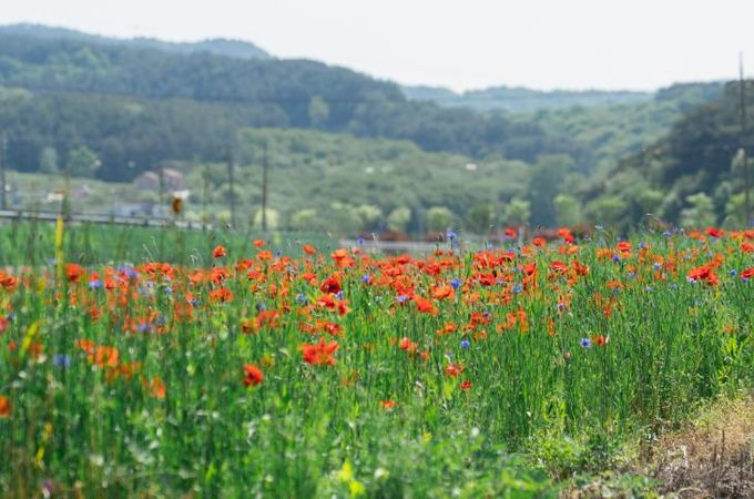 꽃양귀비 축제 성료