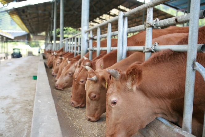 한우 배합사료 섭취