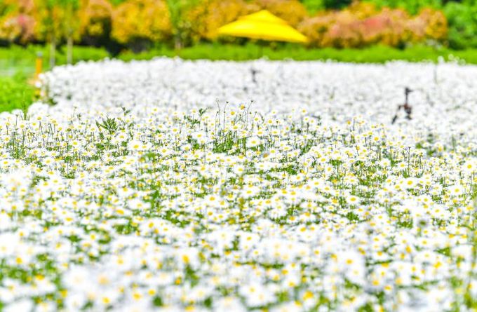 ‘함안 악양생태공원’, 샤스타데이지와 금계국의 향연…인생 사진 명소로 인기