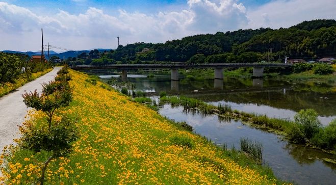 산청 생비량면 도리 금계국 만개