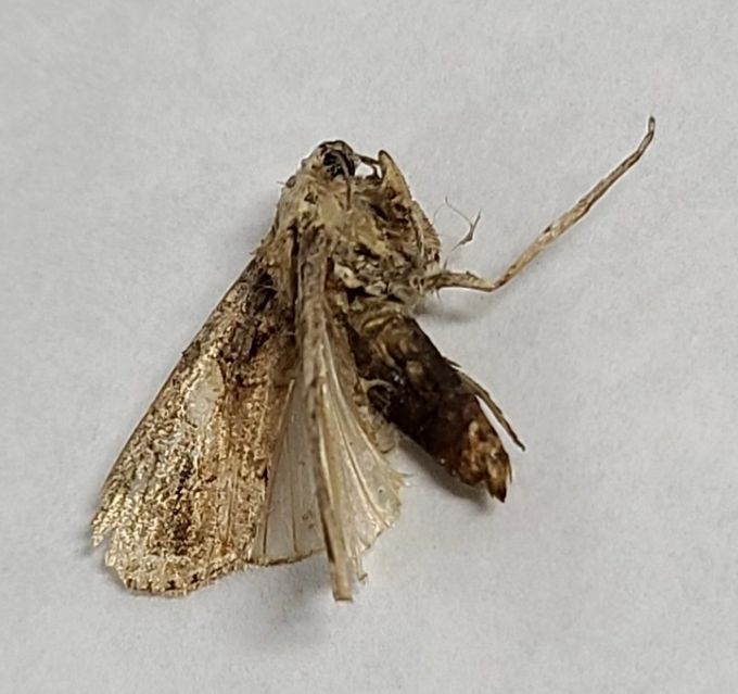 고성군 돌발비래해충 적극방제