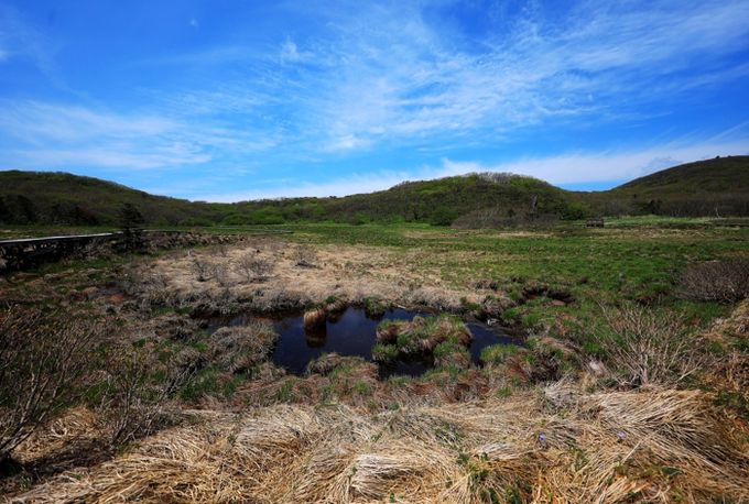 6월 가볼만한 곳,‘지질‧생태 명소’인제 대암산 용늪 어때요?