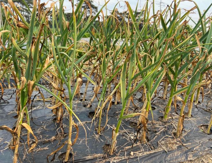 수확을 앞둔 마늘