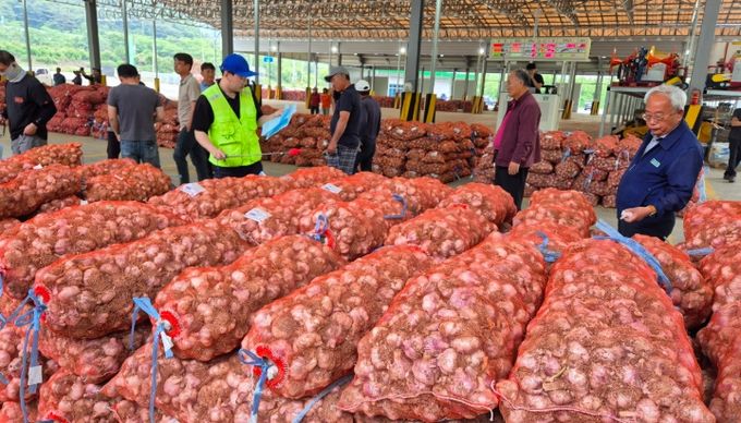 2일 신녕농협 마늘경매식집하장에서 풋마늘 첫 경매가 진행되고 있다.