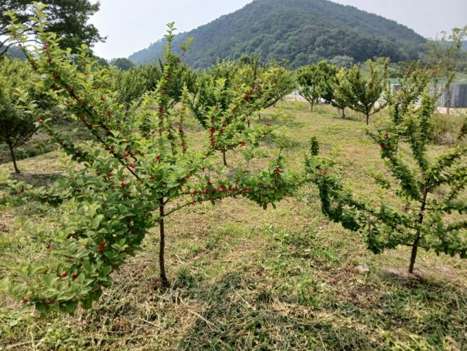 고인돌 유적지 앵두 과원 모습
