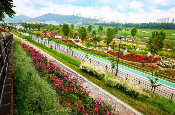 구로구 안양천 일대 장미정원이 5월 말 기준 90% 이상 만개해 장미가 장관을 이루고 있다.