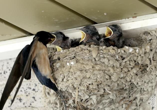 충북 괴산군 불정면 목도시장 상가 처마 밑에 자리한 제비 둥지에서 어미 제비가 갓 부화한 새끼들에게 먹이를 물어다 주고 있다. 입을 벌리고 기다리는 새끼들의 생기 넘치는 모습과 쉼 없이 날아드는 어미 제비의 모습이 여름 시장에 생명의 따뜻한 풍경을 더하고 있다.