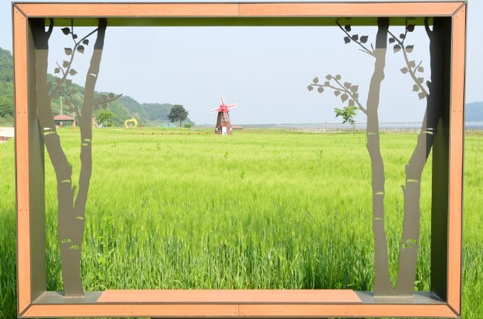 강화군, 제1회 교동도 청보리 정원 축제 개최