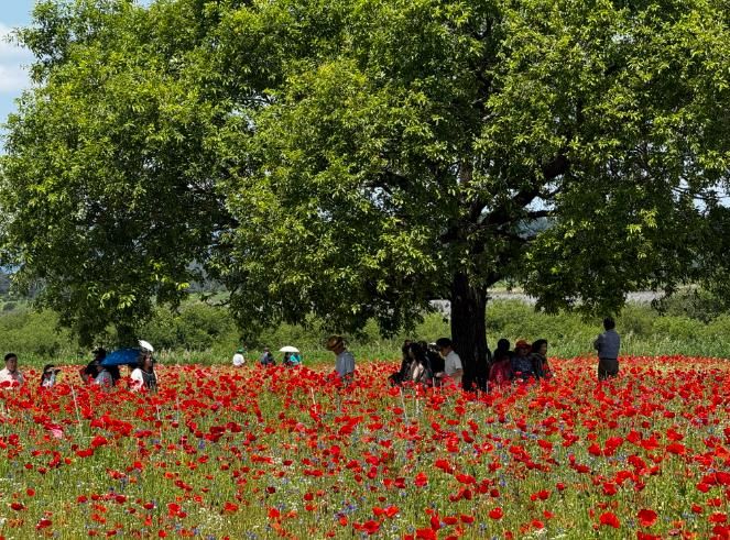 함안 악양둑방길 최고의“꽃양귀비” 명소로 자리잡다
