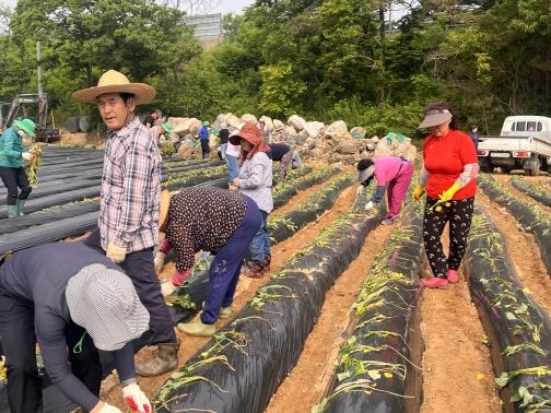 사랑의 고구마 심기