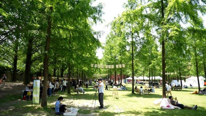 (재)담양군문화재단, 메타세쿼이아 가로수길에서 만나는 북피크닉 성료