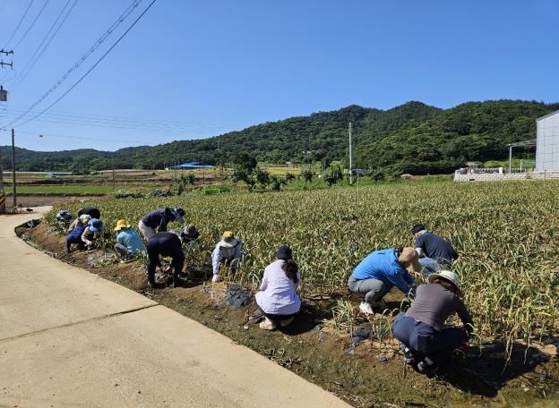 영광군 가정행복과, 마늘 농가 일손돕기 구슬땀