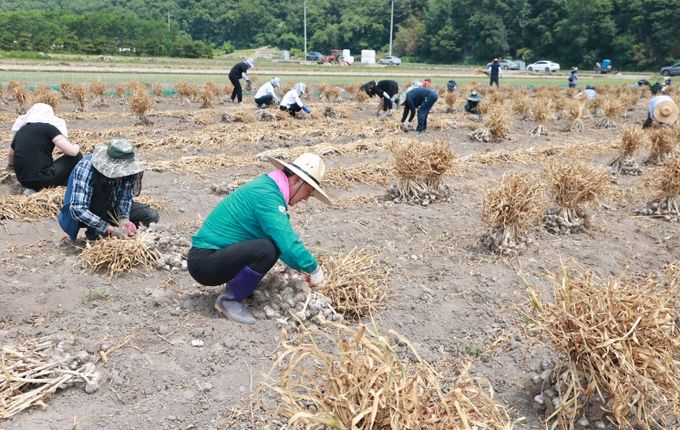 여름철 농번기 농촌일손돕기 총력