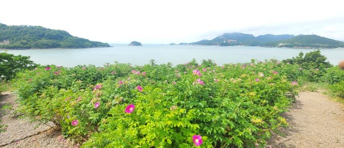 영광 백수해안도로, 해당화 만개