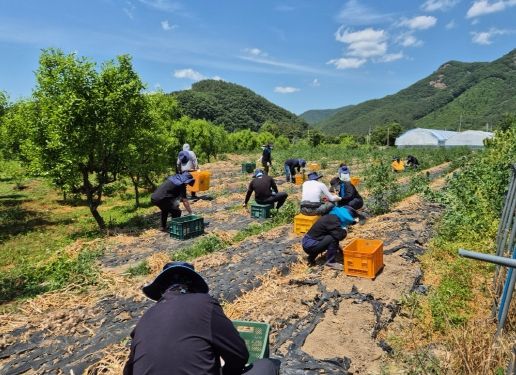 기술보급과_농촌일손돕기