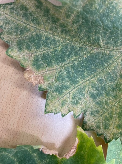 샤인머스켓 해충