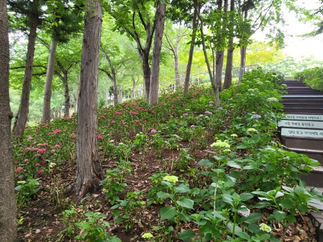 망산공원, 수국으로 수놓은 ‘명품 수국정원’ 탄생