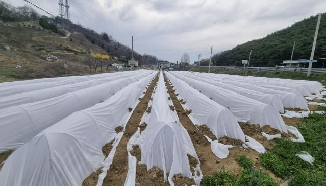괴산군, 고추 ‘부직포 막덮기 재배기술’ 시범사업 추진...수확량 30% 향상 기대